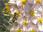 Пчела на эремусе